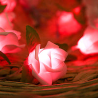 2M Powdered Rose Lights